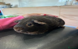 Guinea Pig rodents for sale: chocolate and tan otter coloured guinea pig boars - Image 7