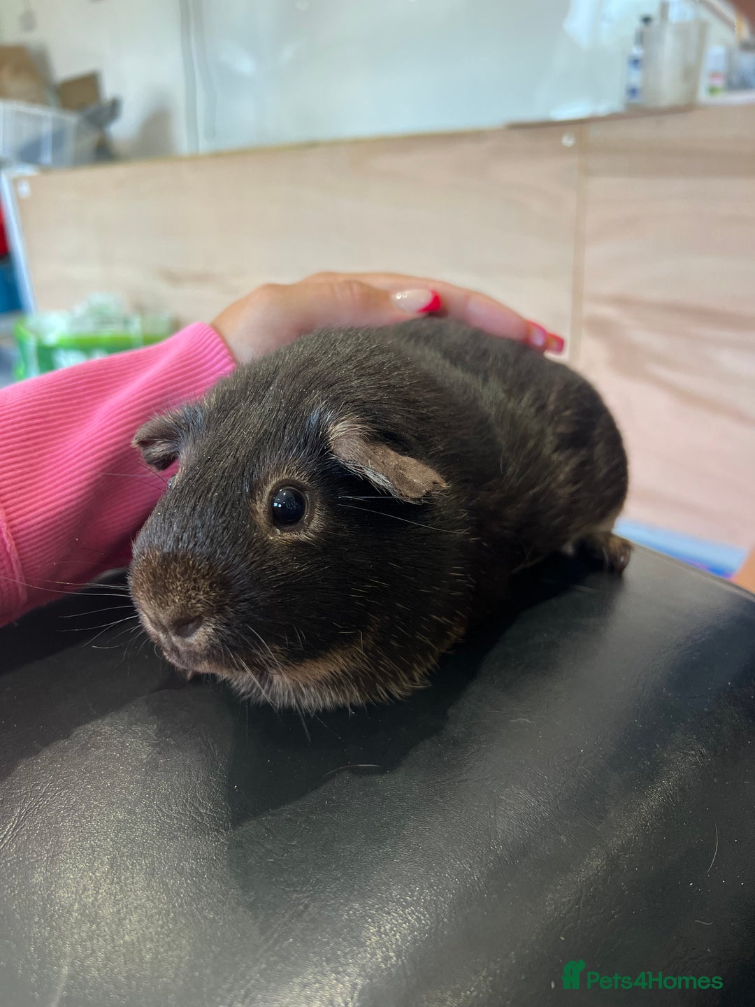 Guinea Pig rodents for sale: chocolate and tan otter coloured guinea pig boars - Image 7