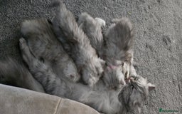 Persian cats for sale: Persian Kittens for Sale – Fluffy Bundles of Joy - Image 21