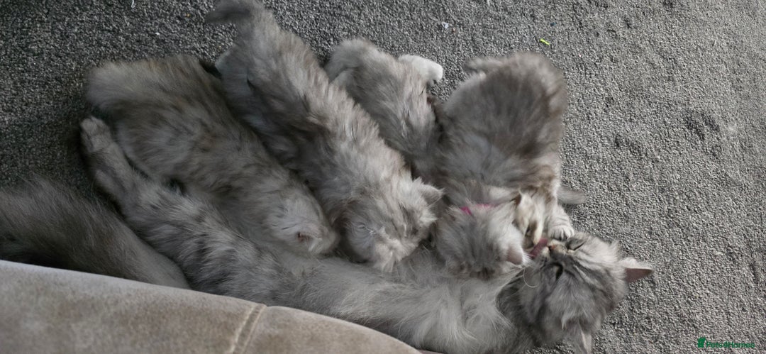 Persian cats for sale: Persian Kittens for Sale – Fluffy Bundles of Joy - Image 21