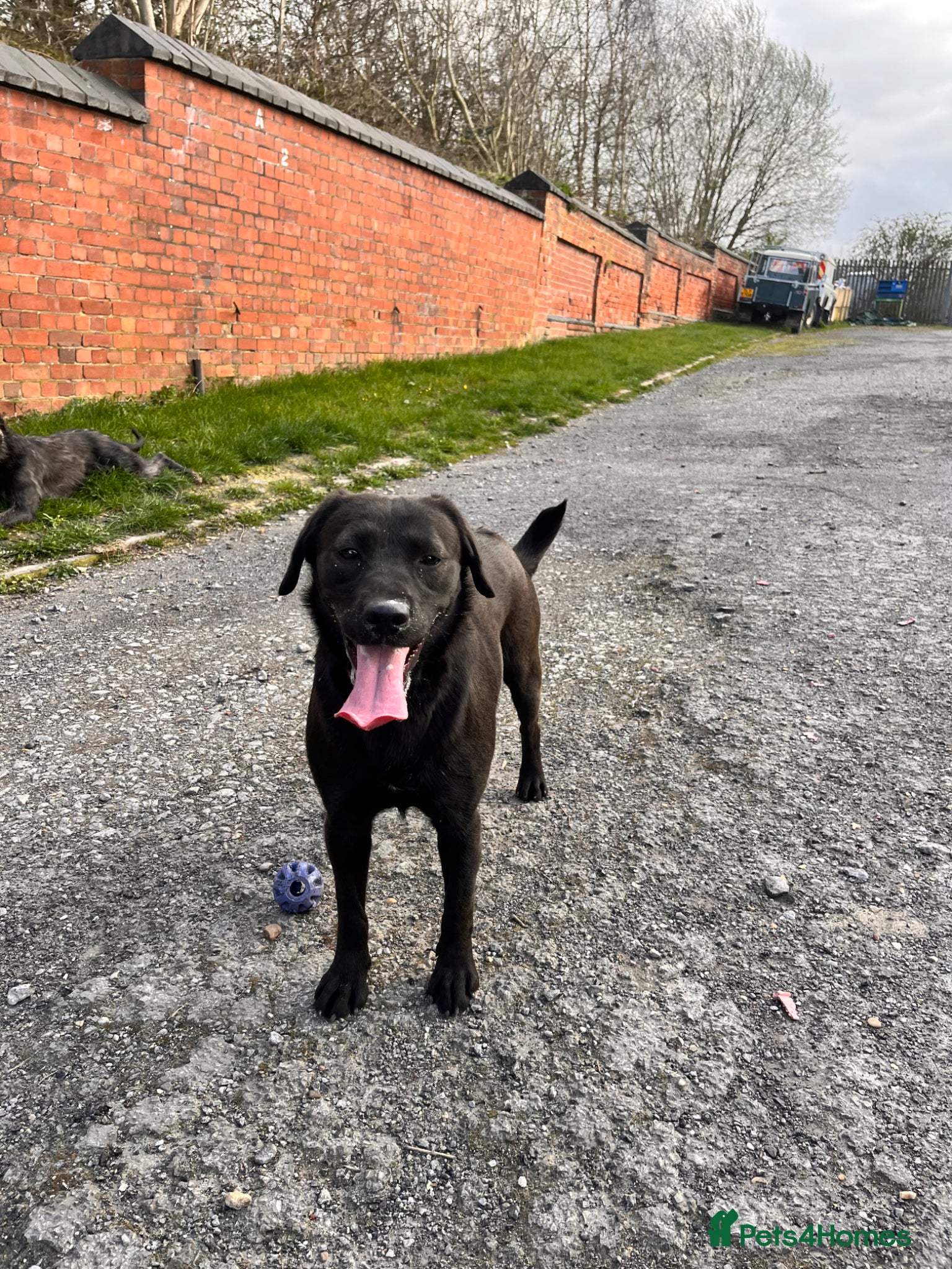 Labrador Retriever dogs Betty two year old Labrador type girl  - Advert 7