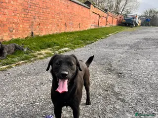 Labrador Retriever dogs Betty two year old Labrador type girl - Advert 7