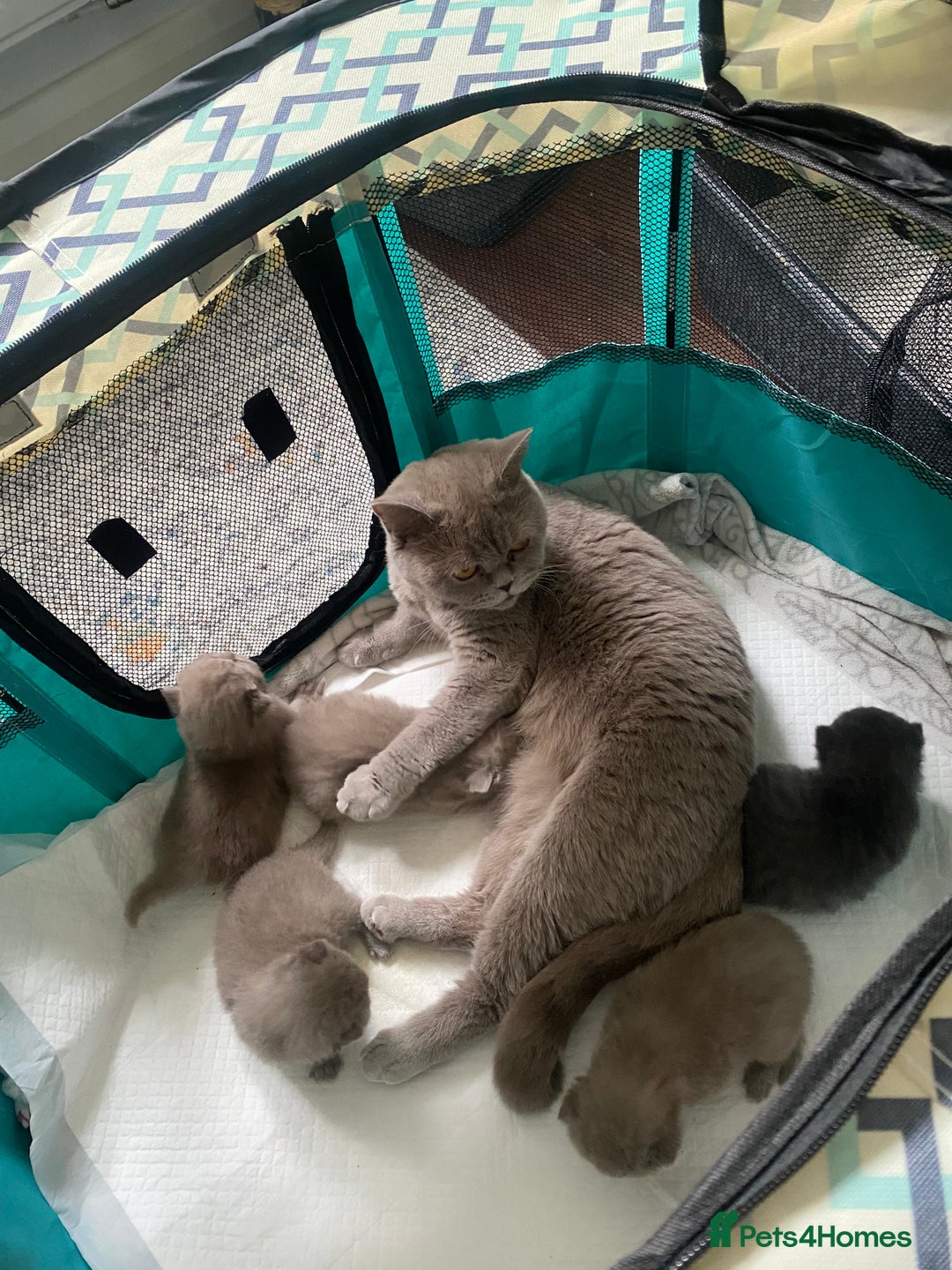 British Shorthair cats for sale: LAST 2 FEMALE kittens British shorthair kittens  in Maidstone - Image 14