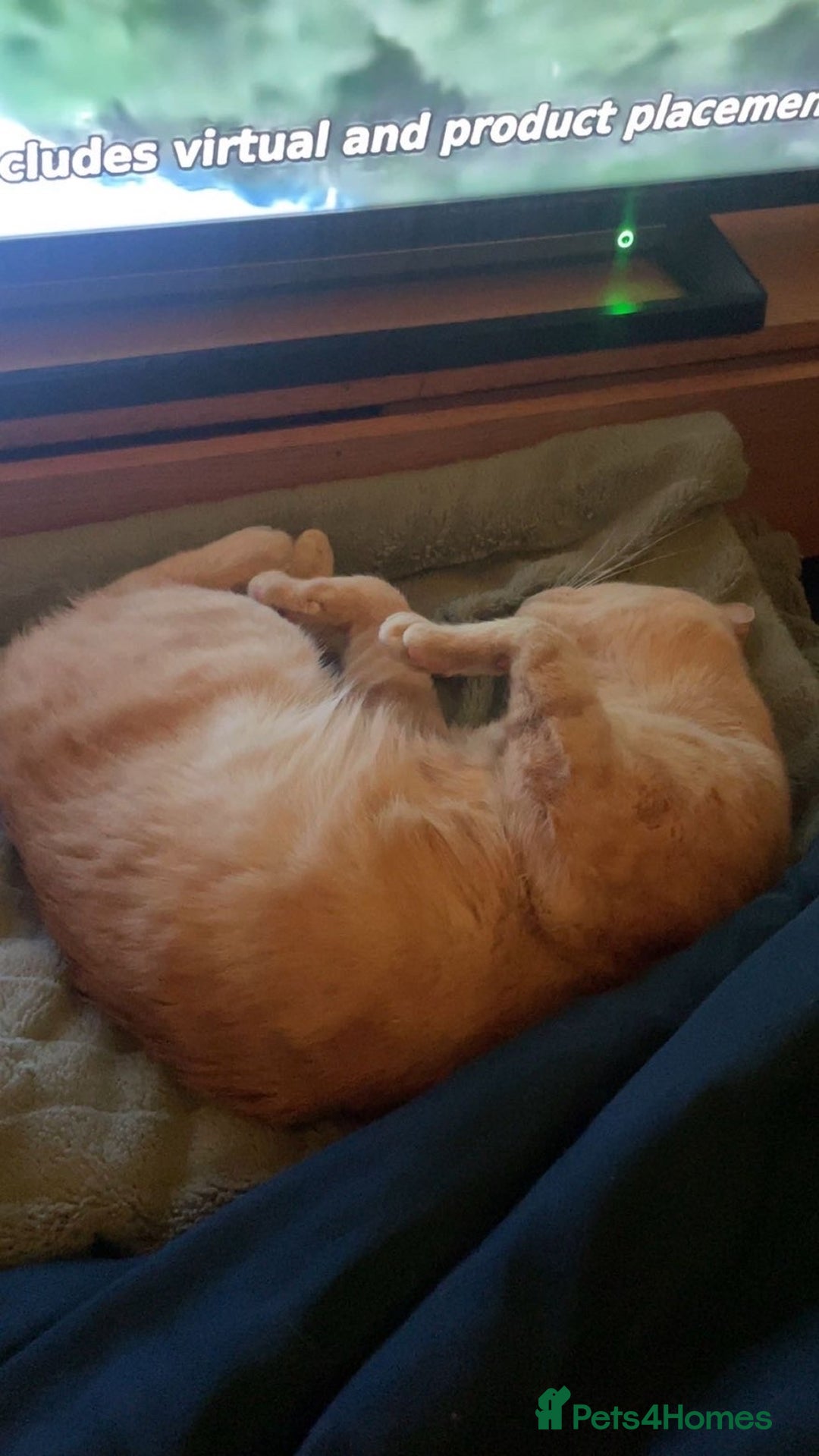 Mixed Breed cats for sale: Simba - Advert 6