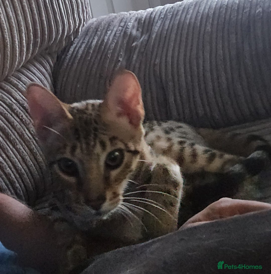 Savannah cats for sale: Beautiful F3 Savannah Kitten - Advert 2