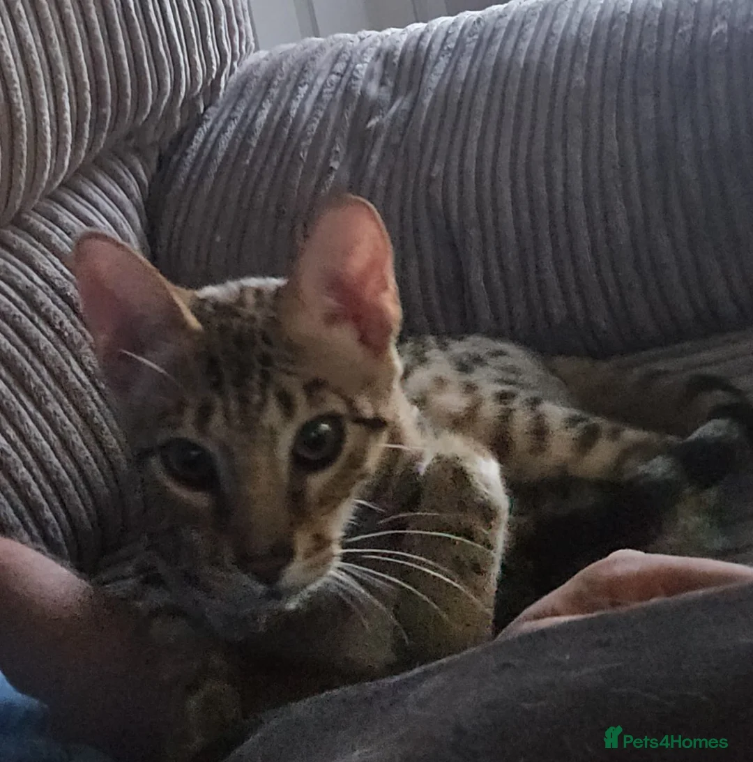 Savannah cats for sale: Beautiful F3 Savannah Kitten - Advert 3