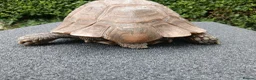 Tortoise reptiles for sale: Female Spur‑Thighed Tortoise in Ammanford - Advert 3