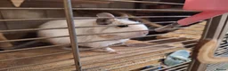 Degus rodents for sale: Pair of White Female Degus 1yo  - Advert 6