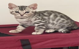 Bengal cats for sale: Silver charcoal bengals pets/queens/studs - Image 3