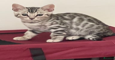 Bengal cats - Advert 9