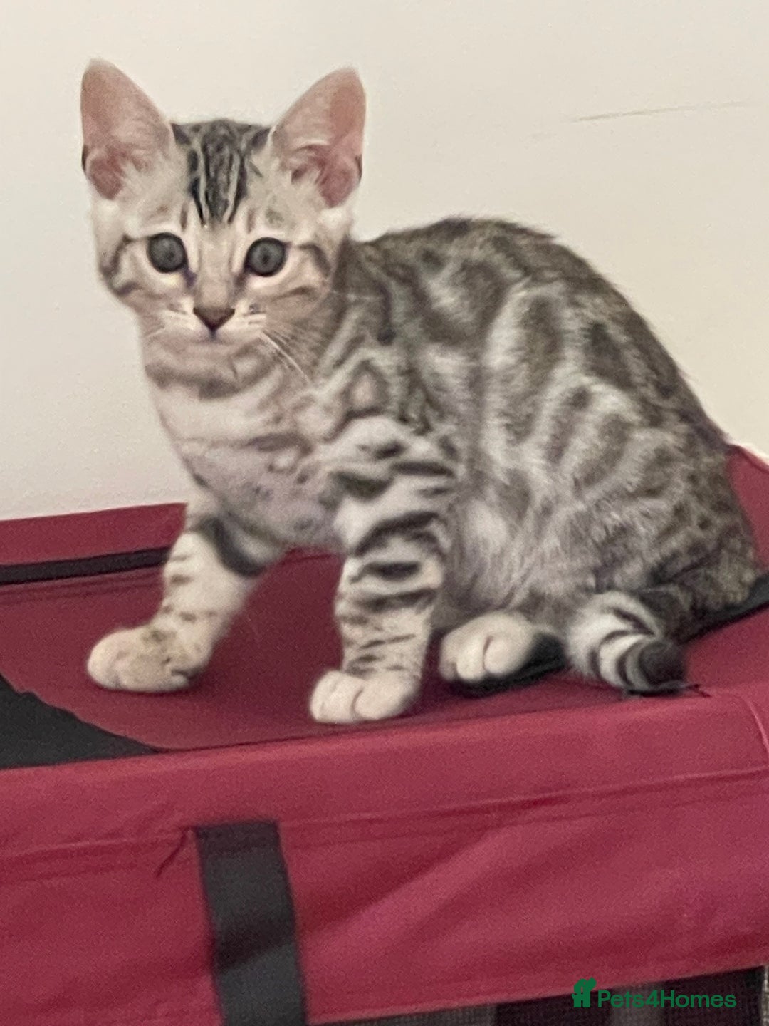 Bengal cats for sale: Silver charcoal bengals pets/queens/studs - Image 3