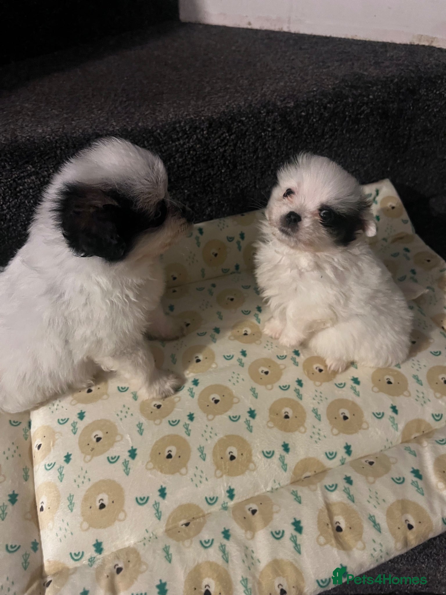 Maltipom dogs Maltese x Pomeranian Puppies - Advert 1