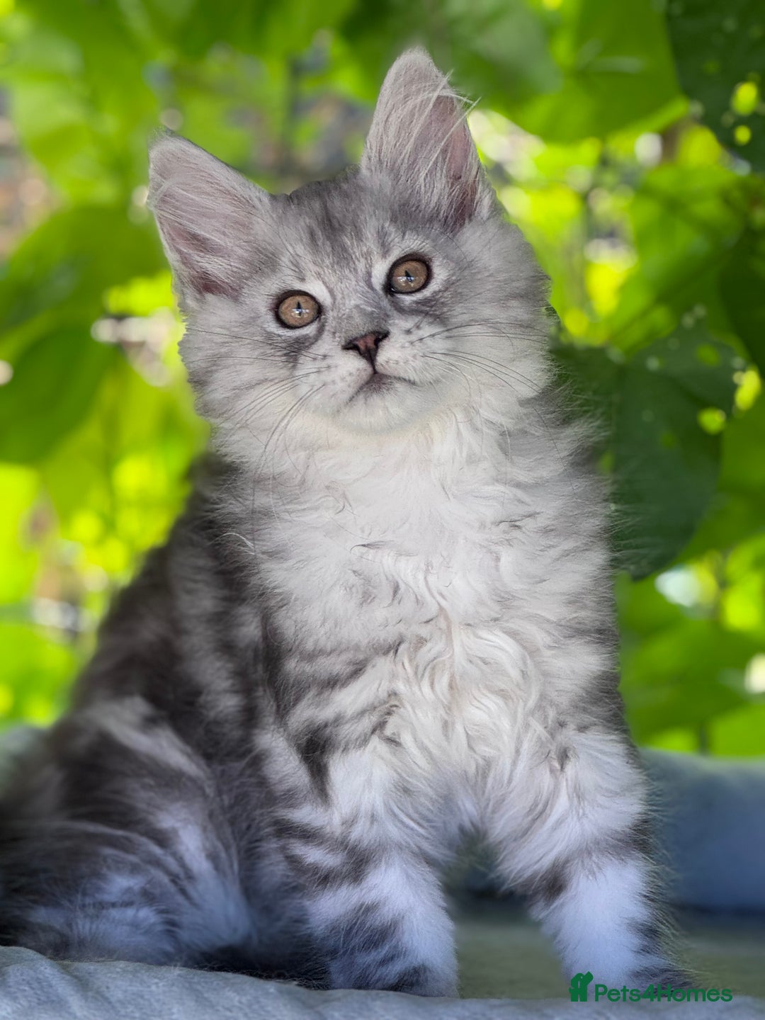 Maine Coon cats for sale: ✨🌟Beautiful The last little boy Maine Coon 😻🌟✨ - Image 5