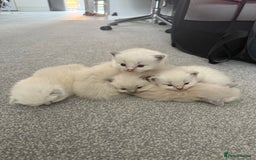 Ragdoll cats for sale: Beautiful Ragdoll Kittens  - Image 14