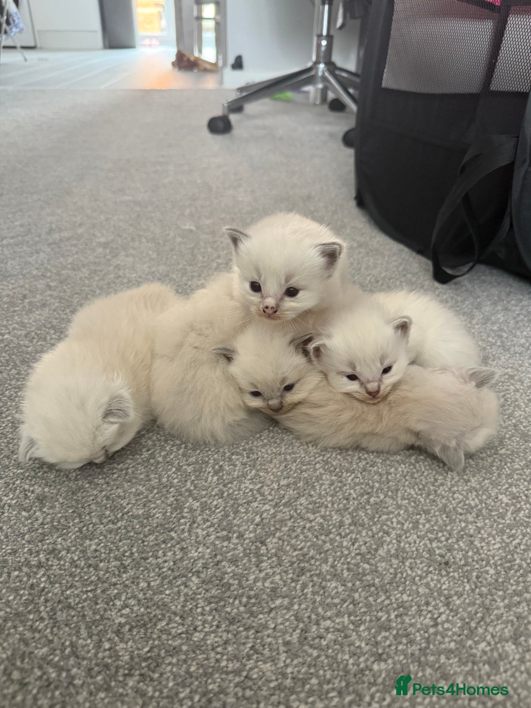 Ragdoll cats for sale: Beautiful Ragdoll Kittens  - Image 14