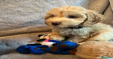 Cockapoo dogs 🩷READY TO LEAVE - Beautiful F1 Cockapoo pups  - Advert 2