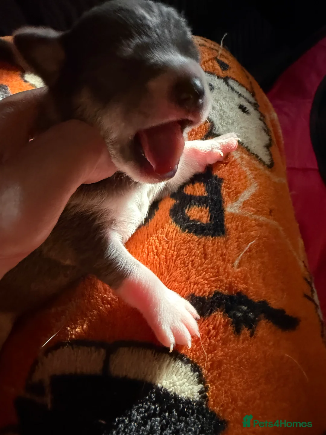Chihuahua dogs for sale: Chihuahua puppies in West Bromwich - Advert 1
