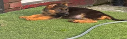 German Shepherd dogs for sale: German Shepard puppies ⭐️ready to be rehomed ⭐️ - Advert 8