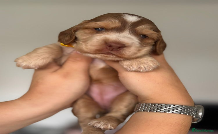 Cocker Spaniel dogs - Advert 9