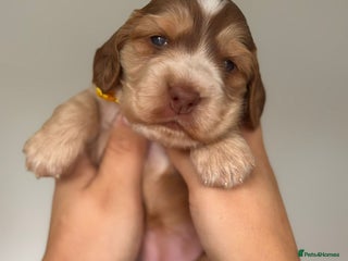 Cocker Spaniel dogs - Advert 3