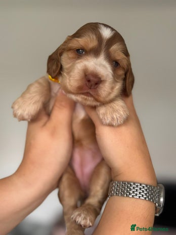 Cocker Spaniel dogs - Advert 8