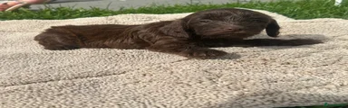 Cockapoo 5