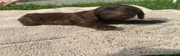 Cockapoo dogs for sale: F1 cockerpoo puppies  in Sittingbourne - Advert 3