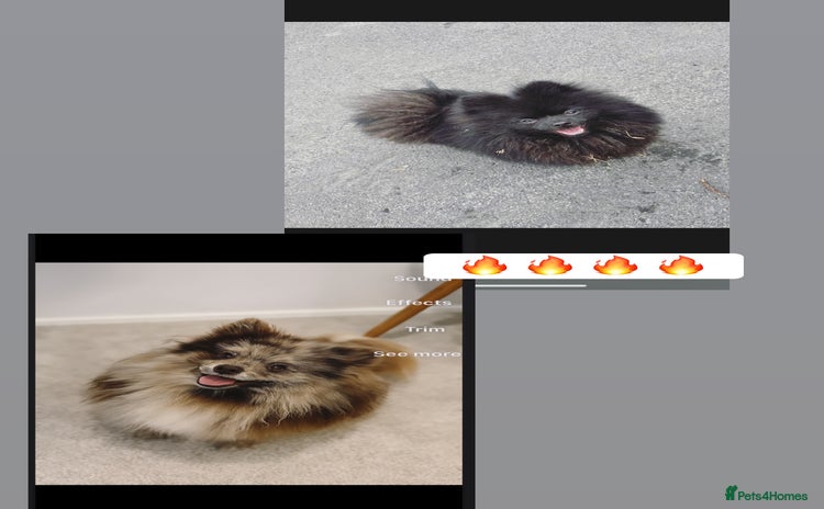Pomeranian dogs - Advert 5