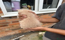 British Shorthair cats for sale: X BSH kittens - Image 6