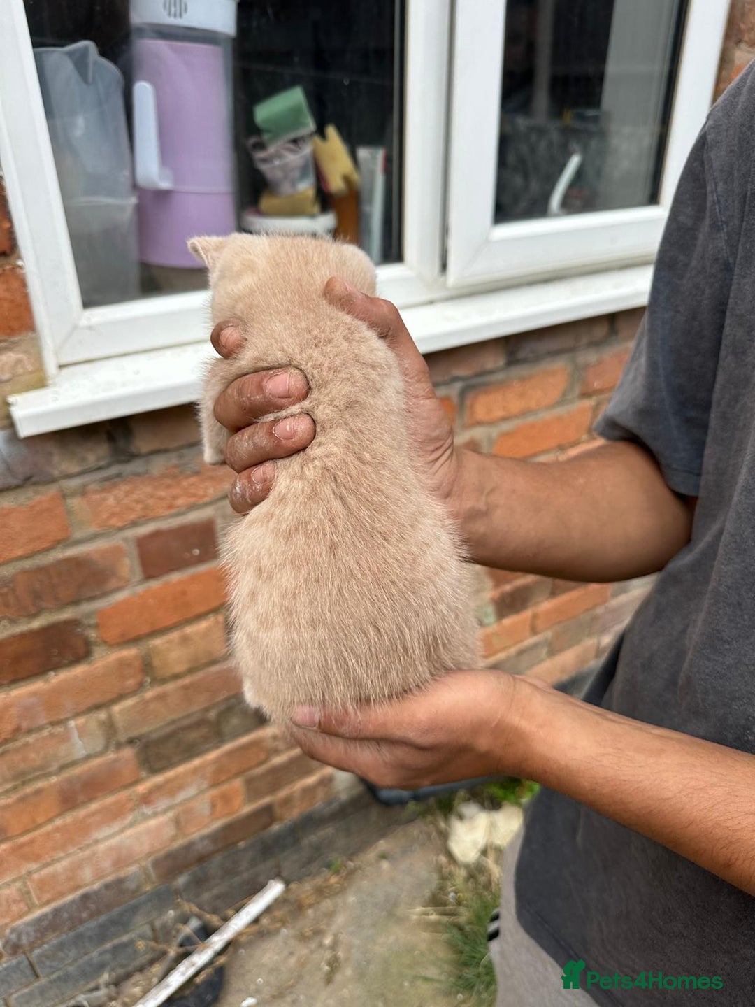 British Shorthair cats for sale: X BSH kittens - Image 6