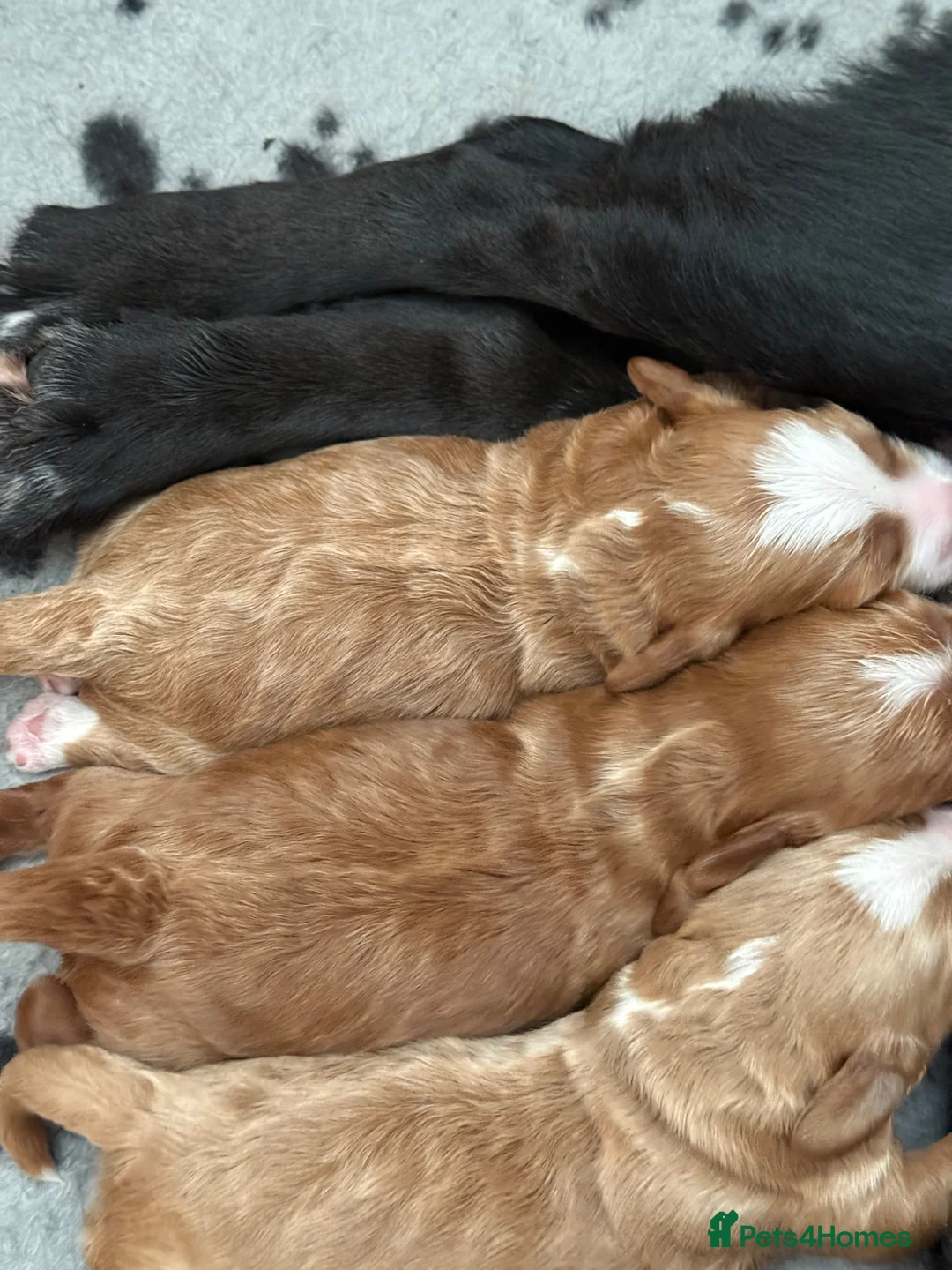 Cockapoo dogs for sale: F1 Cockapoo puppies for sale, 1 red, 2 brown - Advert 2