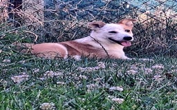 Mixed Breed dogs for adoption: Lynda is looking for a home! - Image 5