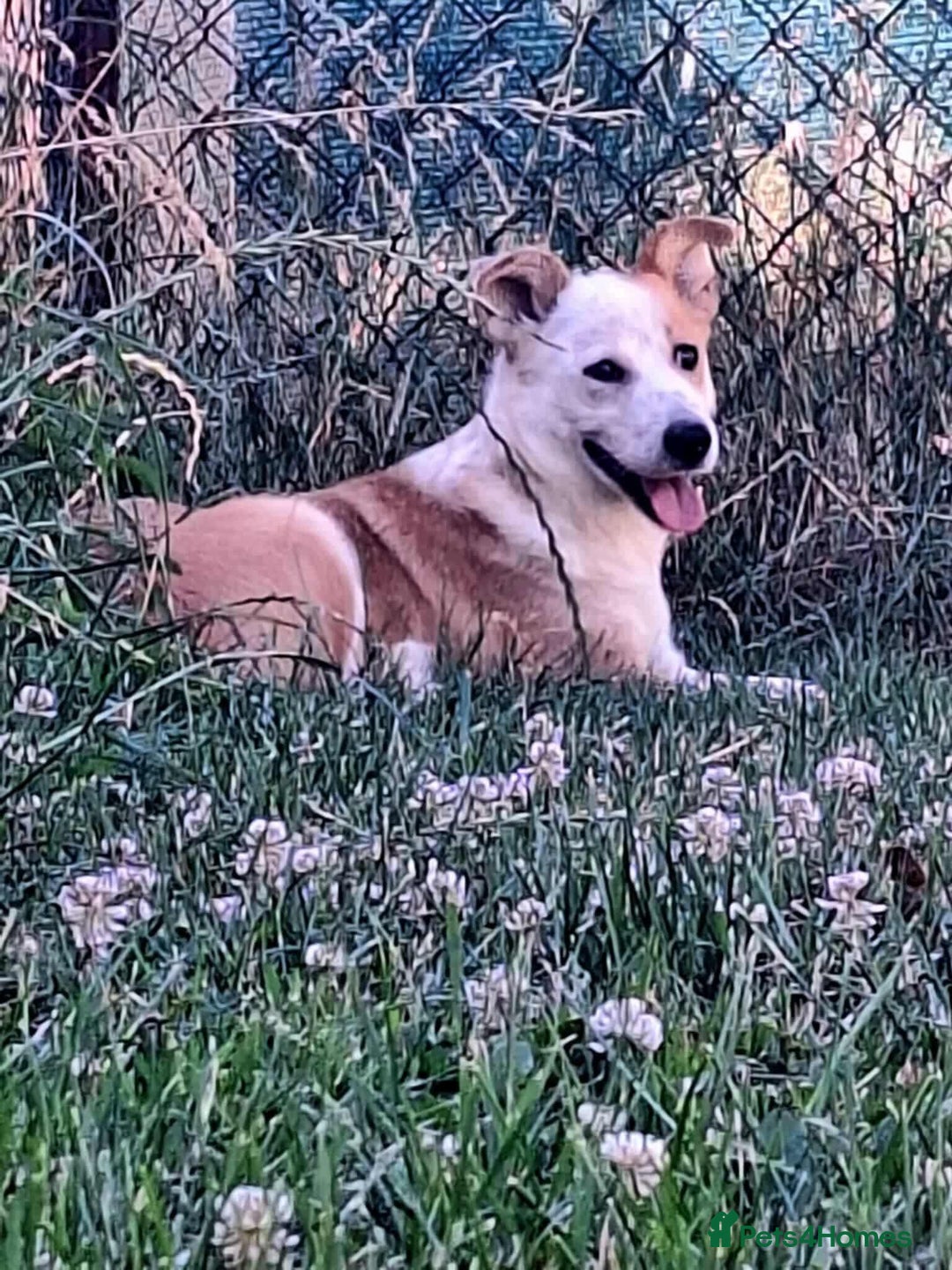 Mixed Breed dogs for adoption: Lynda is looking for a home! - Image 5