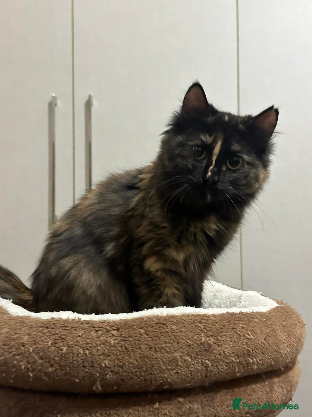 Mixed Breed cats for adoption: Sasha and Nori the fluffy divas - Advert 7