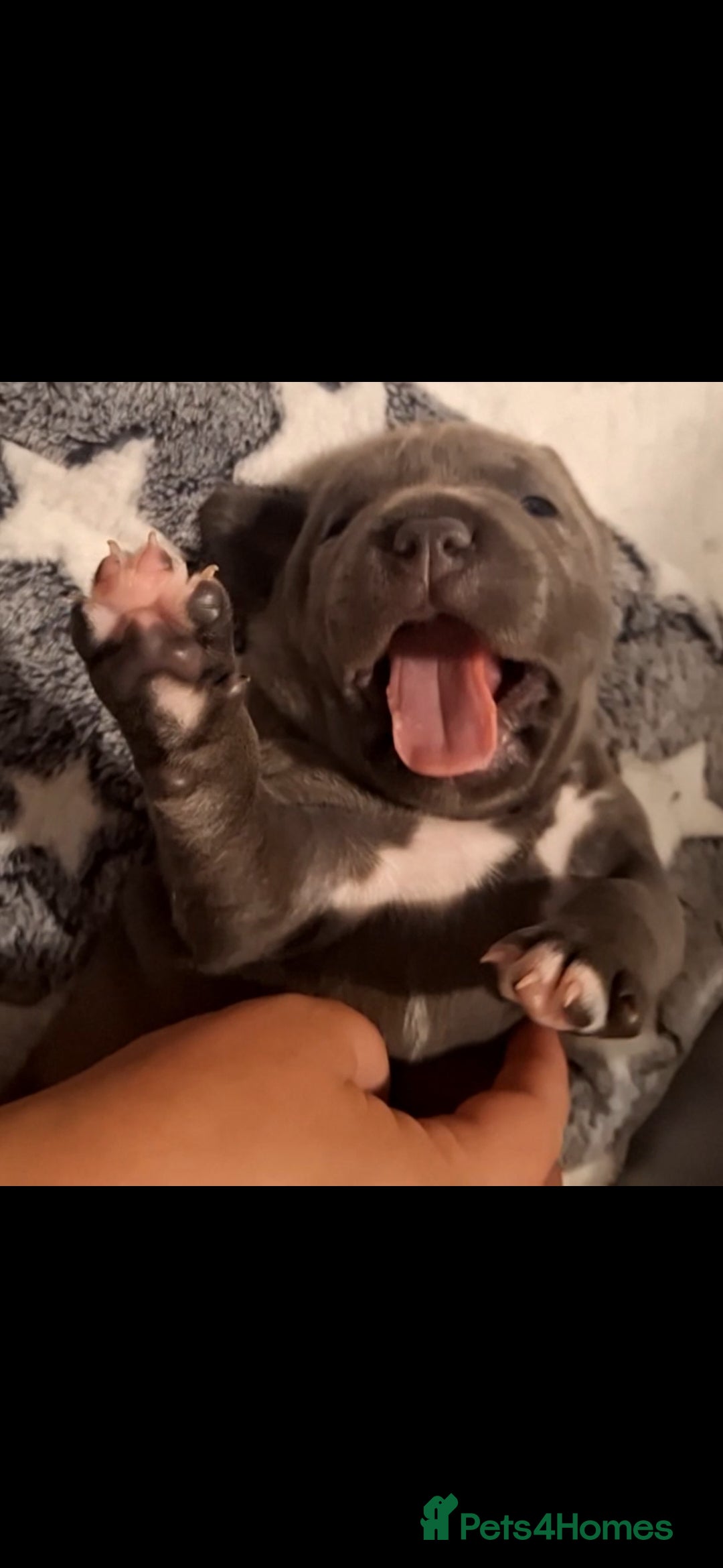 Staffordshire Bull Terrier dogs for sale: Blue Staffordshire Bull Terrier Puppies - Image 8