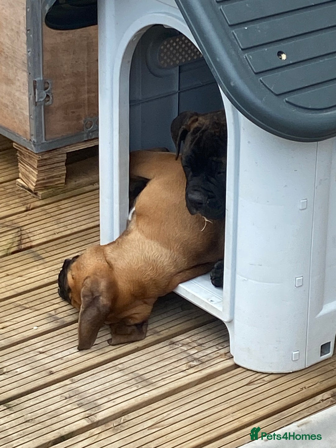 Mixed Breed dogs for sale: Old tyme bulldog in Shotts - Image 4