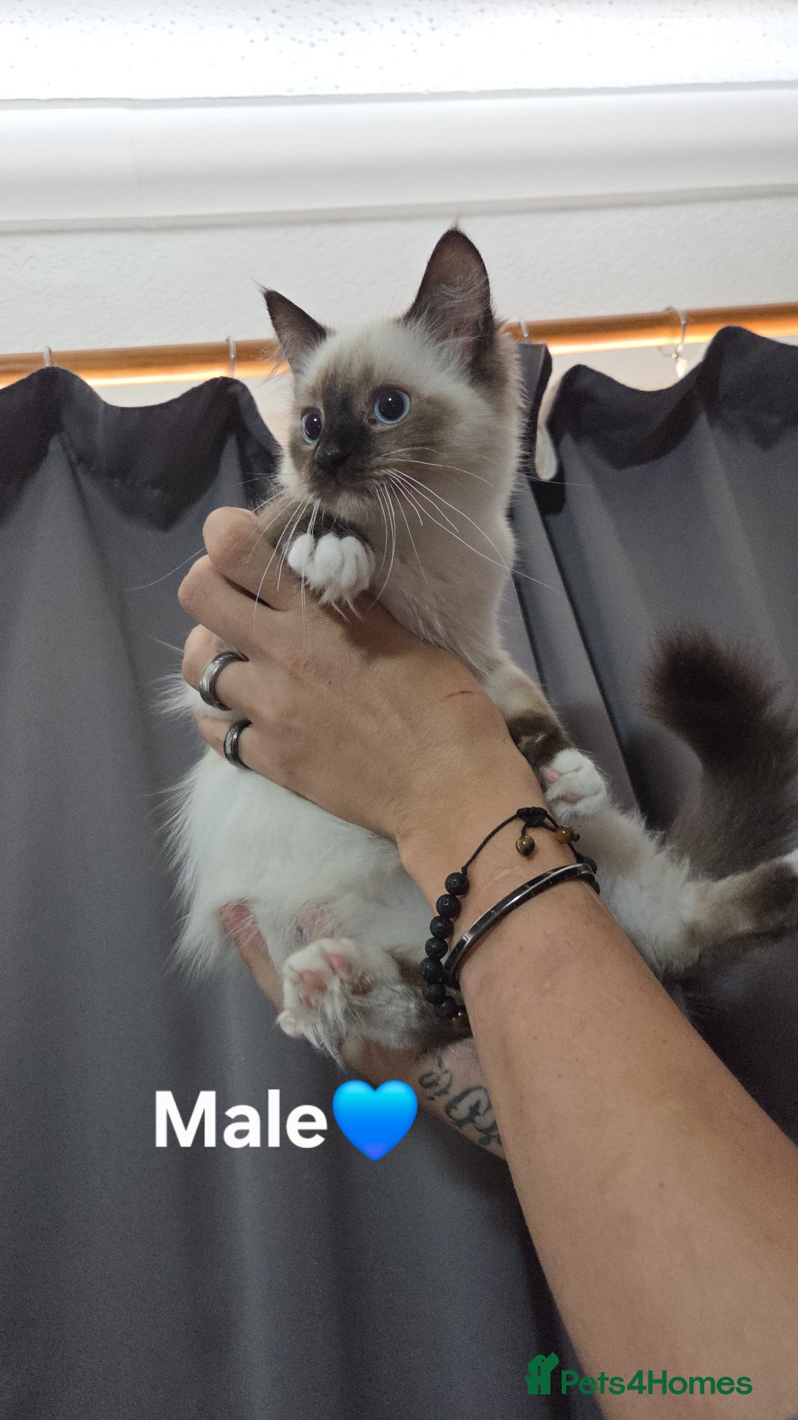 Ragdoll cats for sale: RAGDOLL KITTENS AVALIABLE NOW  - Advert 5