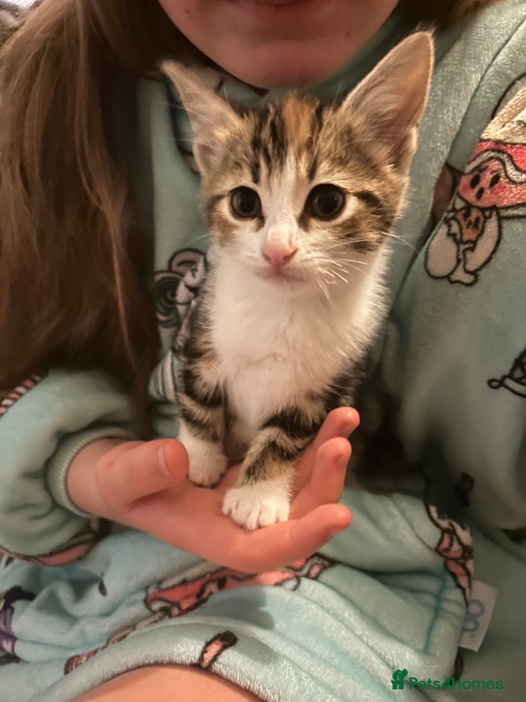 Mixed Breed cats for sale: 4 female kittens  - Image 10
