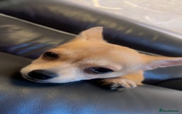 Chihuahua dogs for sale: Puppy chihuahua girl - Image 1