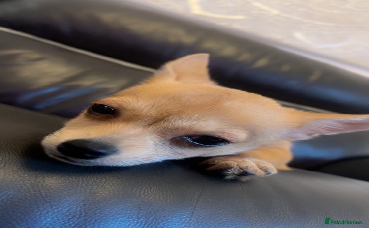 Chihuahua dogs - Advert 2