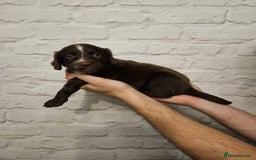 Cocker Spaniel dogs for sale: Cocker spaniels - Image 14