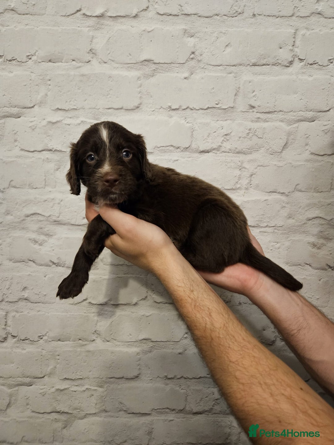 Cocker Spaniel dogs for sale: Cocker spaniels - Image 14