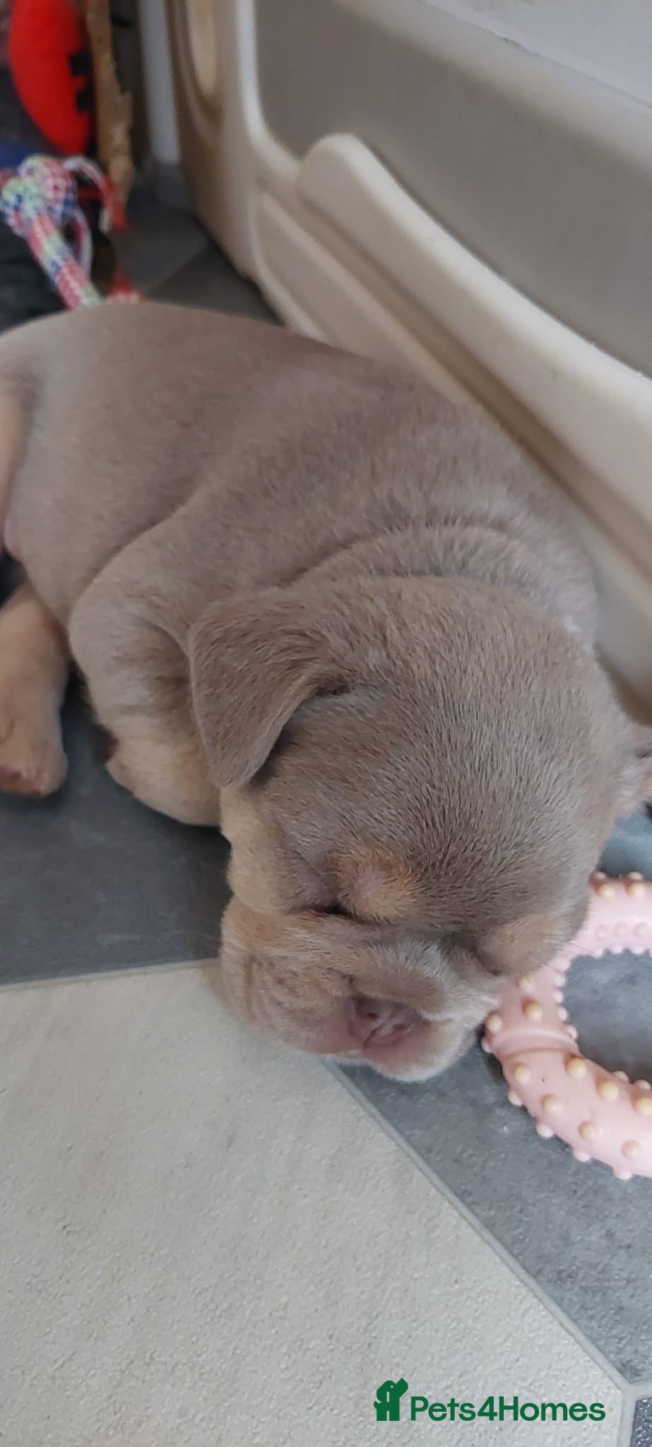 French Bulldog dogs KC Registered French Bulldog Puppies - Advert 16