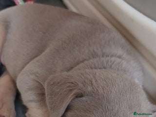 French Bulldog dogs KC Registered French Bulldog Puppies - Advert 16