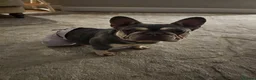 French Bulldog dogs for sale: KC registered French Bulldog Bitch for Sale - Advert 17