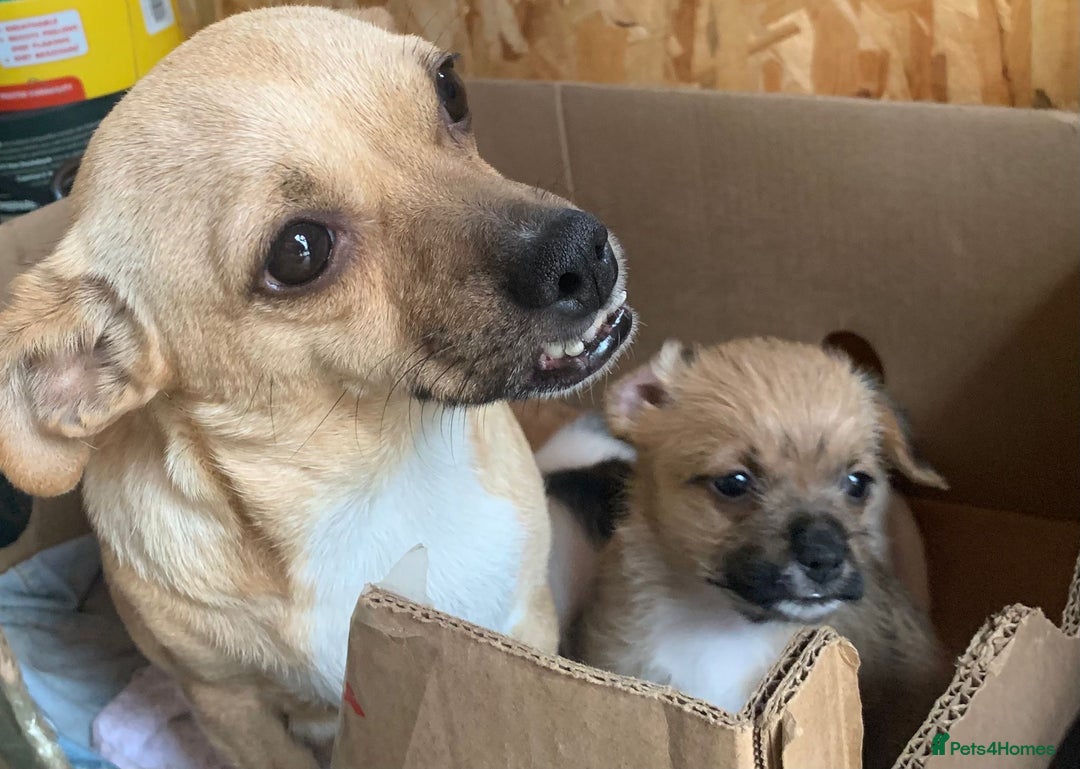 Mixed Breed dogs for sale: Pup’s for sale  - Image 3