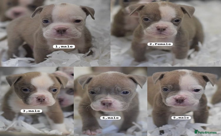 Olde English Bulldogge dogs 5⭐️COUNCIL APPROVED,LICENSED, 23 YEARS EXPERIENCE. - Advert 14