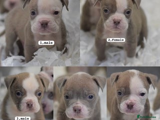 Olde English Bulldogge dogs 5⭐️COUNCIL APPROVED,LICENSED, 23 YEARS EXPERIENCE. - Advert 12