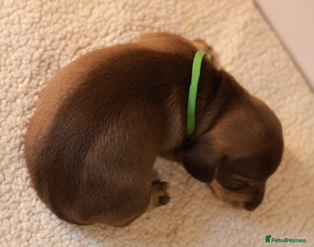 Miniature Dachshund dogs for sale: 5*Licensed+KC+PRAclear+VETchecked+Chocolate&Cream - Advert 10