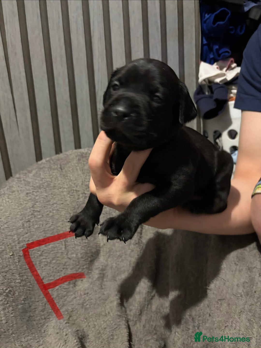 Mixed Breed dogs for sale: Beautiful Presa canario x staff - Advert 4